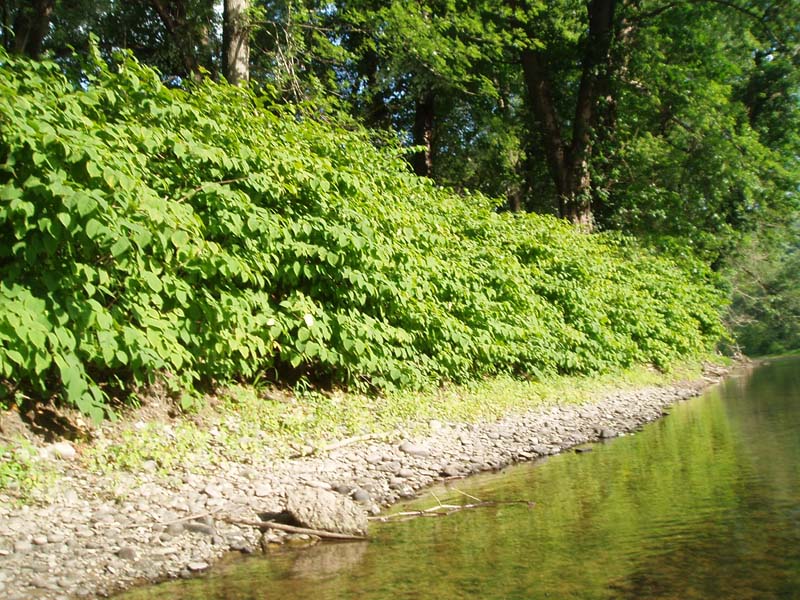 Japanese Knotweed Floodplain Thicket